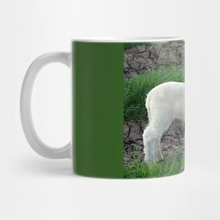 Cute Lamb 13th Mug